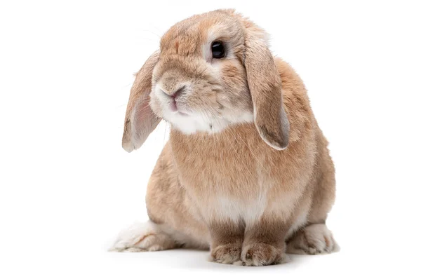 Rabbit on a white background, looking ahead, the breed of dwarf Stock Image