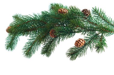çam kozalakları çam dalları ile. koni ve Noel ağacı izole