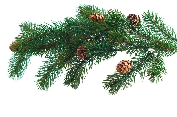 Tannenzapfen mit Tannenzapfen. Kegel und Weihnachtsbaum isoliert — Stockfoto