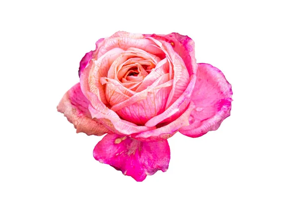 Beyaz arkaplanda izole edilmiş kırmızı ve pembe gül