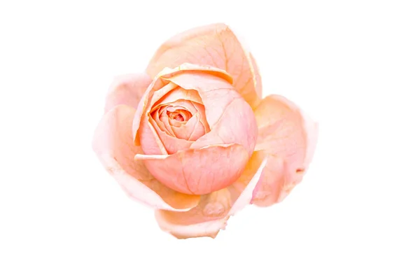Czerwono-różowa róża izolowana na białym tle — Zdjęcie stockowe