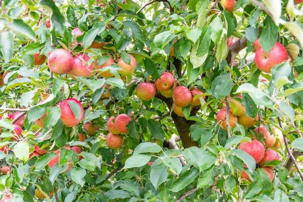Zdjęcie Dojrzałych Jabłek Sadzie Gotowych Zbioru — Zdjęcie stockowe