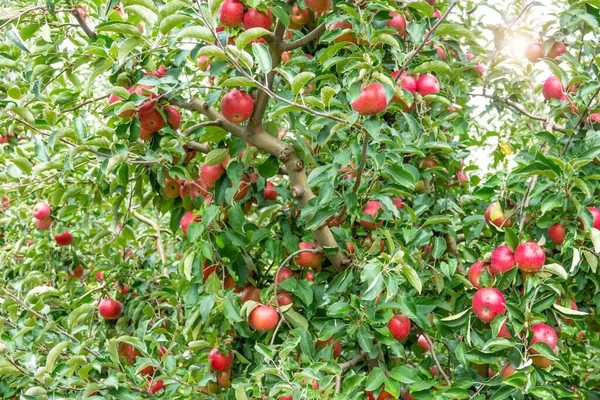 Zdjęcie Dojrzałych jabłek w sadzie gotowy do zbioru, poranne ujęcie — Zdjęcie stockowe