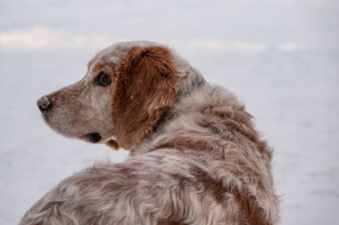 Bir stadyumdaki köpek gösterisinde oturan sevimli beyaz-kırmızı Rus Spaniel köpekleri. Köpekler sahibine bakıyor. Av köpeği. Seçici odaklanma. Başının fotoğrafı..