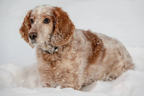 Förtjusande Vit Röd Rysk Spansk Hund Som Sitter Hundutställning Stadion — Stockfoto