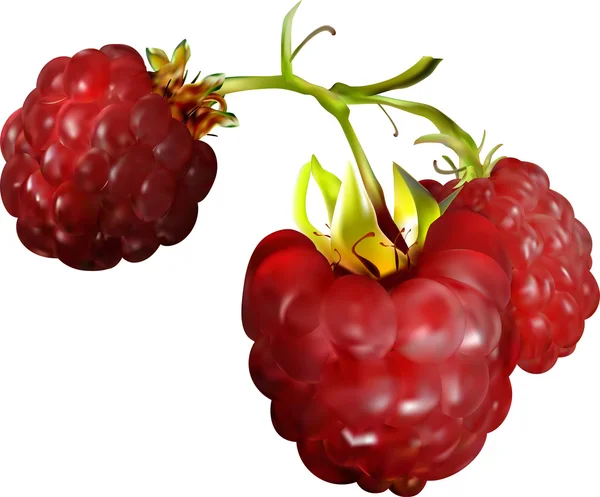 Raspberry — Stock Vector