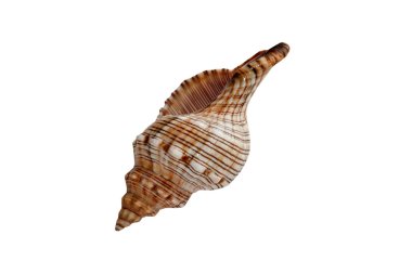 izole deniz nautilus kabuğu