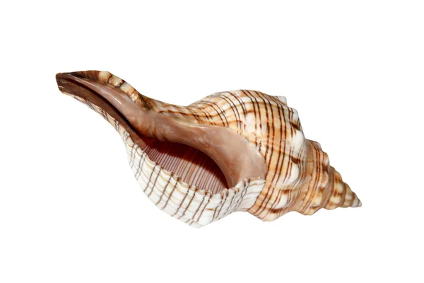 Na białym tle muszli nautilus — Zdjęcie stockowe
