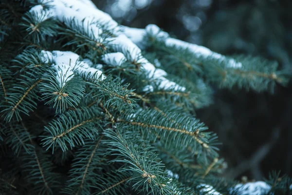 Spruce branches closeup — Stock Photo, Image