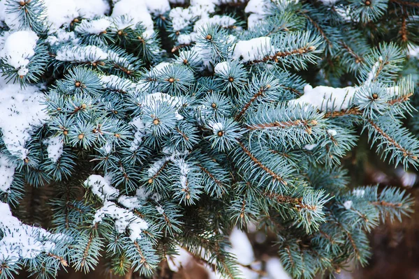 Épinette branches gros plan Photo De Stock