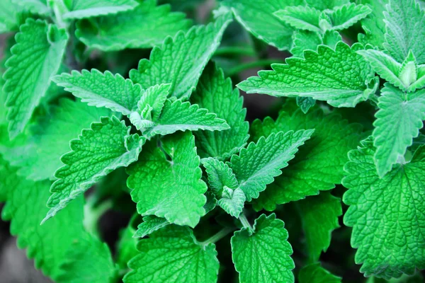 Green Mint — Stock Photo, Image