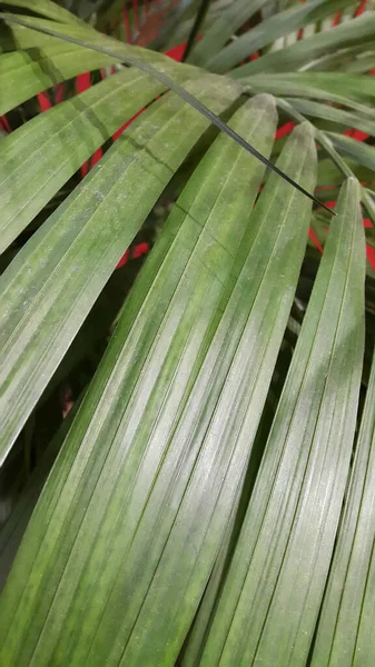 Tanaman Indoor Dengan Latar Belakang Merah Hijau Daun Pada Latar — Stok Foto