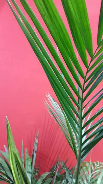 Zimmerpflanze Auf Rotem Hintergrund Grüne Blätter Auf Rotem Hintergrund — Stockfoto