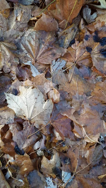 秋の紅葉 汚れた落ち葉からの背景 秋の汚れた背景 — ストック写真