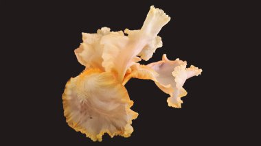 Siyah arka planda ışık zambağı çiçeği. Çiçek açan iris çiçeği