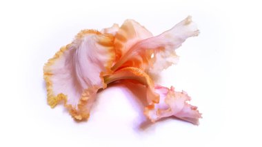 Işık arka planda bir Iris çiçeği. İris çiçeği fotoğrafı