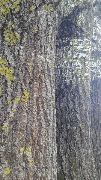 Грубая Лиственная Кора Дерева Корковая Текстура — стоковое фото