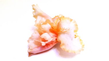 Işık arka planda bir Iris çiçeği. İris çiçeği fotoğrafı