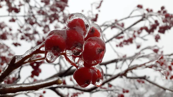 얼어붙은 만년설로 산딸기 — 스톡 사진
