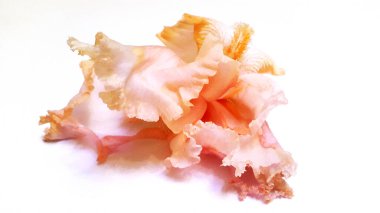 Işık arka planda bir Iris çiçeği. İris çiçeği fotoğrafı