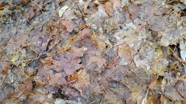 Gevallen Herfstbladeren Achtergrond Van Vieze Gevallen Bladeren Herfst Vuile Achtergrond — Stockfoto