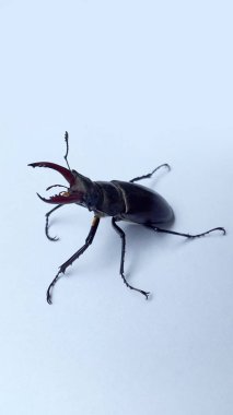 Arka planda geyik böceği. Yetişkin geyik böceği.