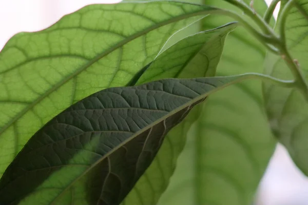 Φύλλα Αβοκάντο Φυτικό Πράσινο Φόντο Φύλλα Αβοκάντο — Φωτογραφία Αρχείου