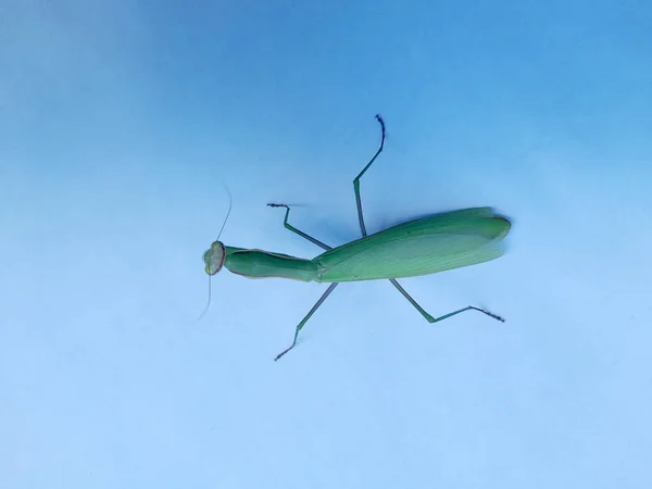 Bönsyrsa Blå Bakgrund Foto Insekt Som Ber Mantis — Stockfoto
