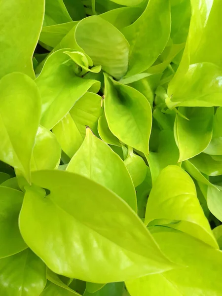 Fondo Orgánico Con Hojas Verdes Hojas Plantas Verdes —  Fotos de Stock