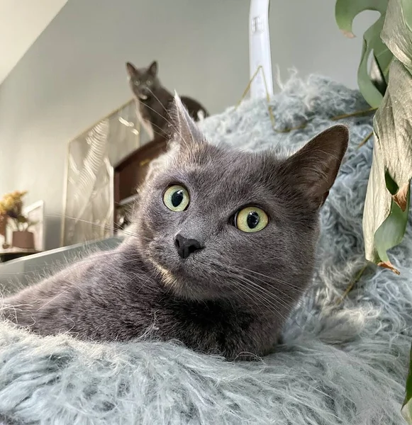 Shorthair Gray Domestic Cats — Stock Photo, Image
