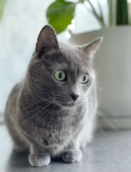 Gri evcil bir kedinin portresi