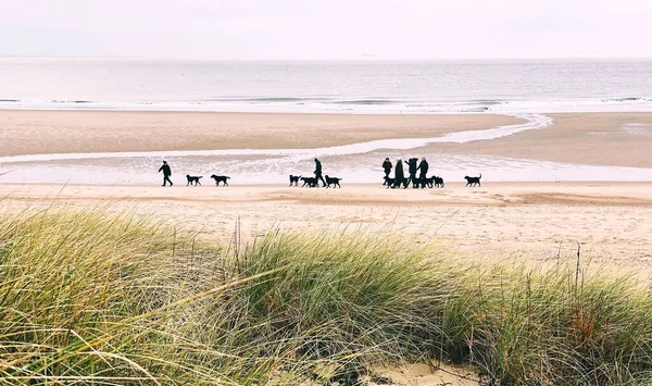 Köpek Belçika sahilinde yürüyor.