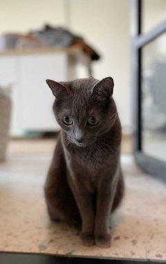 Gri bir stetair evcil kedinin portresi