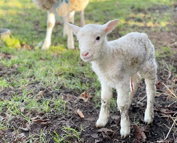 Baby Lamb Farm — Stock Photo, Image
