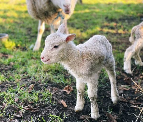 Newborn Lambs Field — Stock Photo, Image
