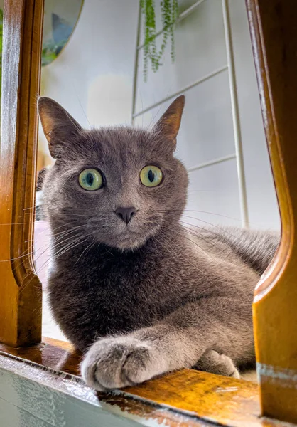 Steno Grijze Kat Die Naar Camera Kijkt — Stockfoto