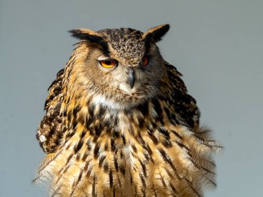 Kartal baykuş portresi