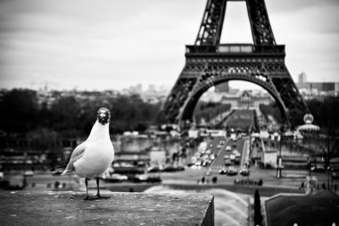 bach, paris, Fransa, Eyfel Kulesi ile pegion