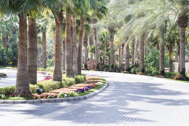 palmiye ağaçları madinat jumeirah bahçeleri, dubai için önde gelen bir sokak