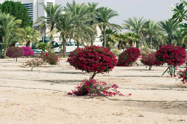 ดอกกุหลาบเป็นทะเลทรายในดูไบ — ภาพถ่ายสต็อก