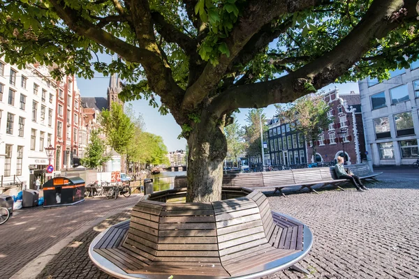 Uma grande árvore na rua em Amsterdã — Fotografia de Stock