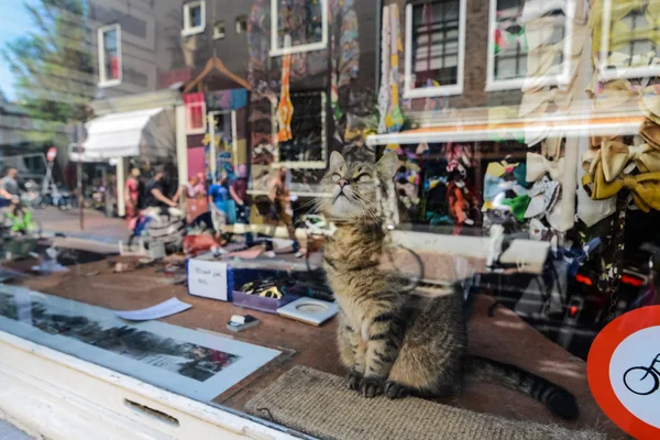ショーケース、アムステルダムでの猫 — ストック写真
