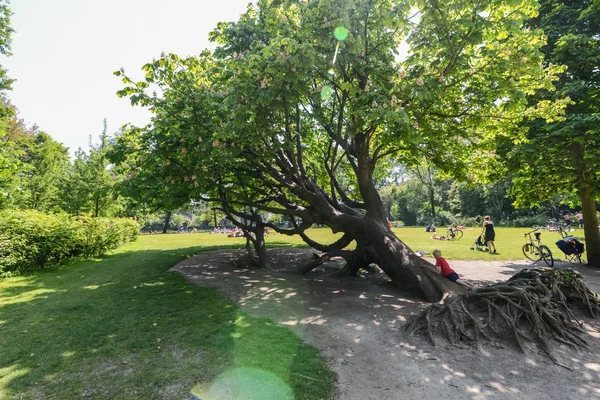 Sjunkit jätte träd i Vondelpark, amsterdam — Stockfoto