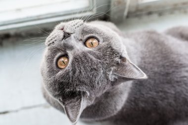 sevimli İngiliz kedi