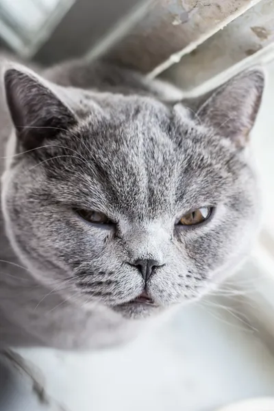 Blå Engelsk Stenografien katt — Stockfoto