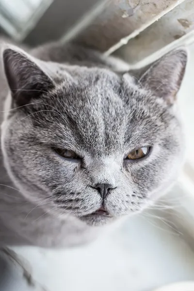 Blue British Shorthair Cat — Stock Photo, Image