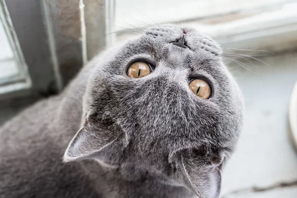 Blue British Shorthair Cat — Stock Photo, Image