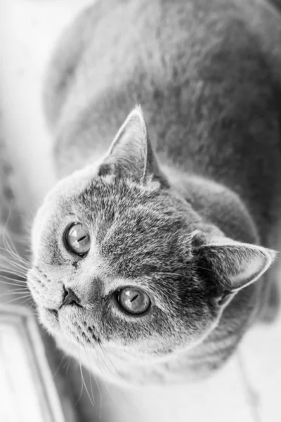 Британская короткошерстная кошка блю — стоковое фото
