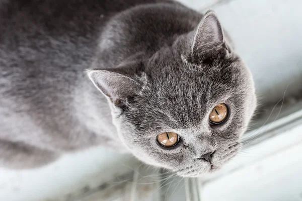 Roztomilá britská kočka — Stock fotografie