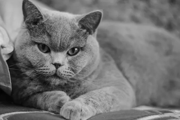 Милий британський кіт — стокове фото